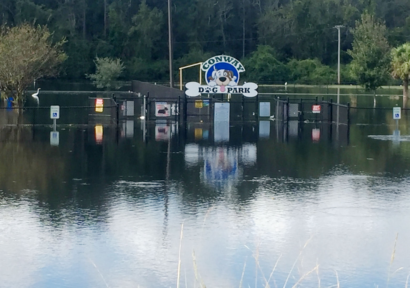 flooding Conway dog park
